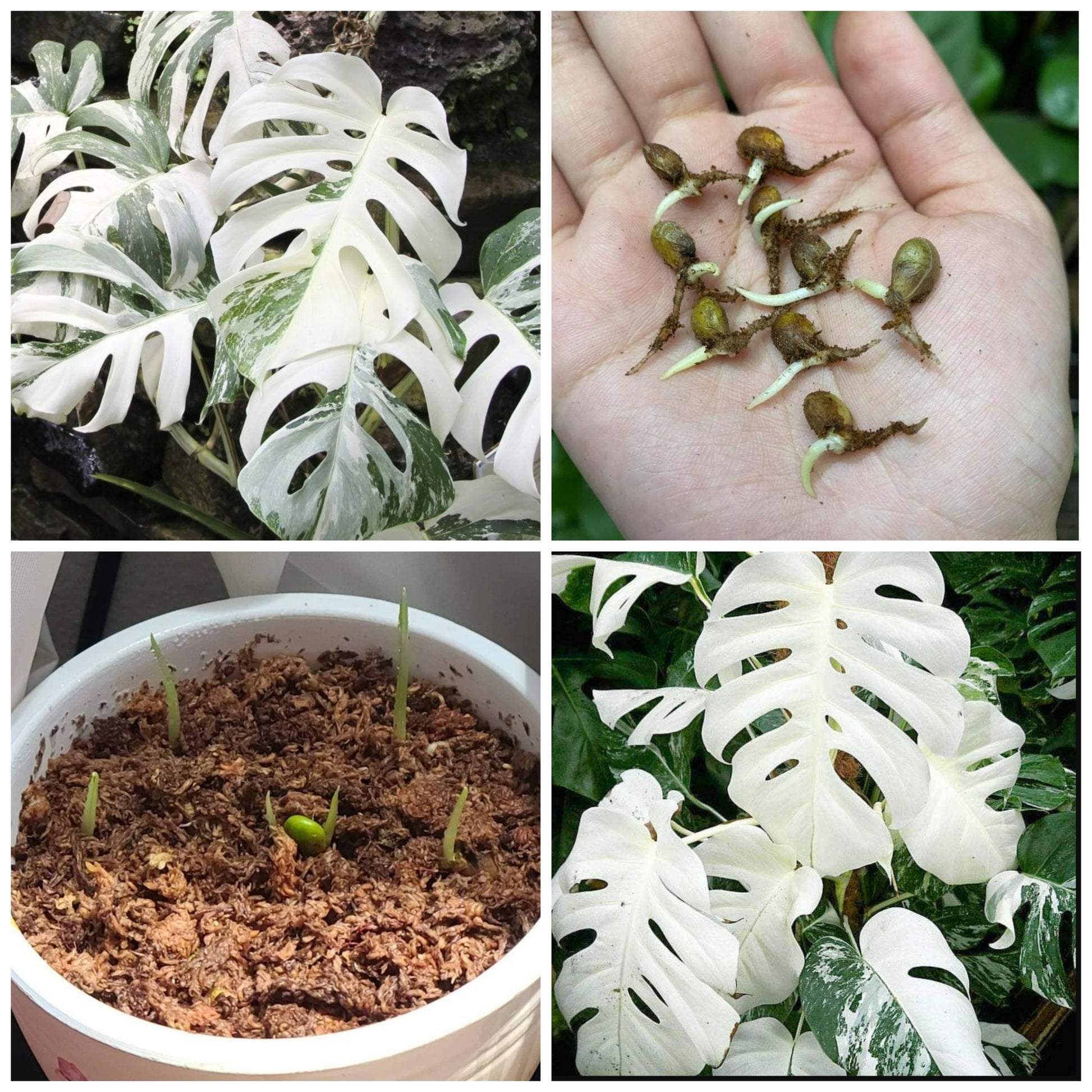 Monstera Albo White Tiger Seeds