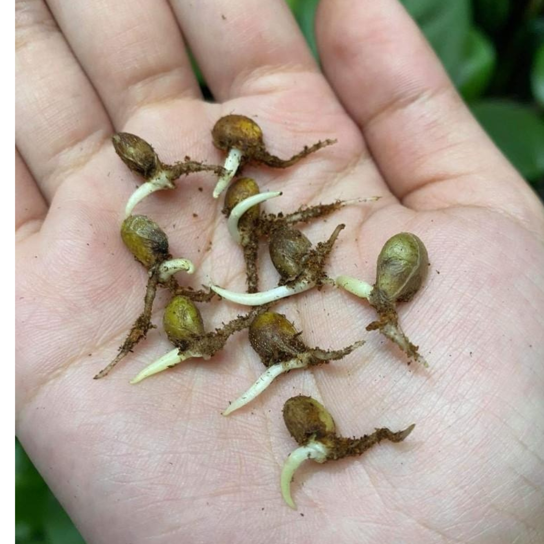 Monstera Albo White Tiger Seeds