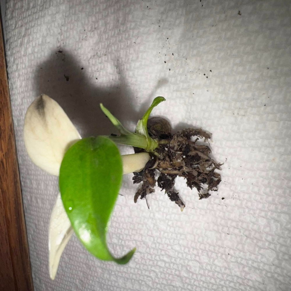 Monstera Albo White Tiger Seeds