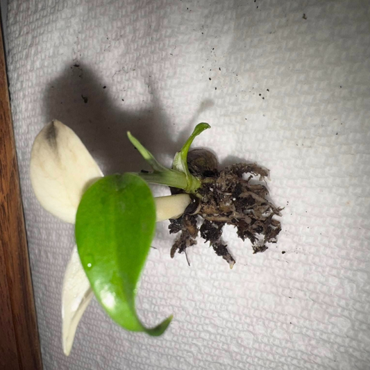 Monstera Albo  Variegated Seeds