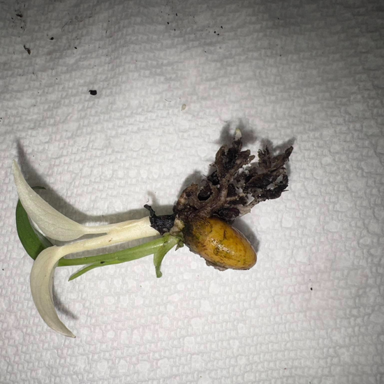 Monstera Albo White Tiger Seeds