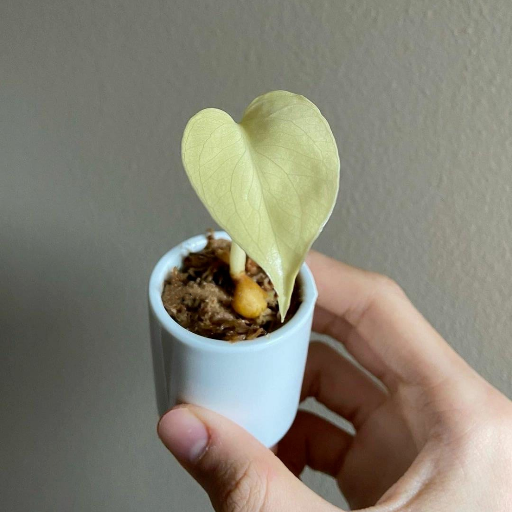 Monstera Albo White Tiger Seeds