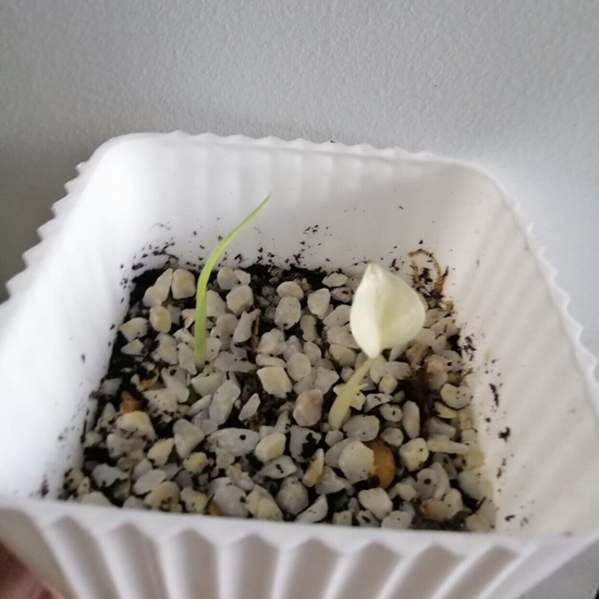 Monstera Albo White Tiger Seeds