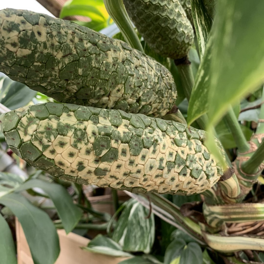 Monstera Half Moon Special Seeds