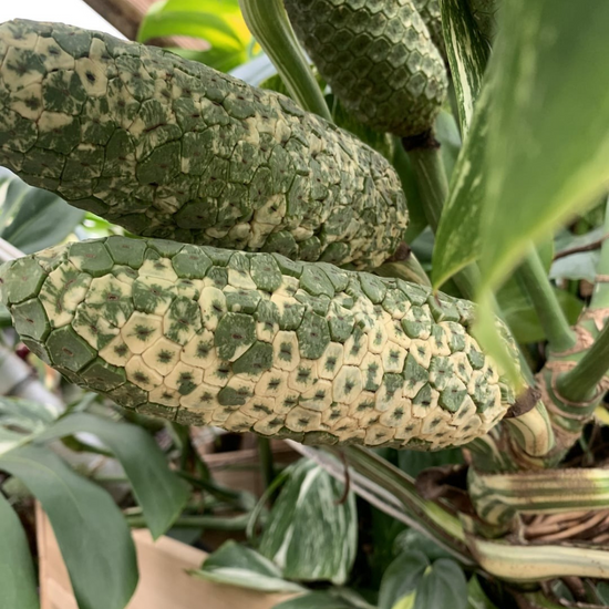 Monstera Albo White Tiger Seeds