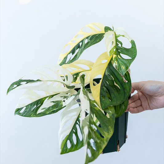 Monstera Adansonii Albo Variegated Live Plant