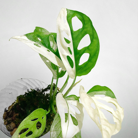 Monstera Adansonii Albo Variegated Live Plant