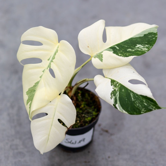 Monstera Albo Borsigiana Live Plant with Pot