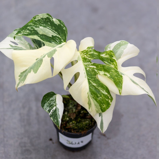 Monstera Albo Borsigiana Live Plant with Pot