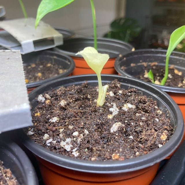 Monstera Albo White Tiger Seeds