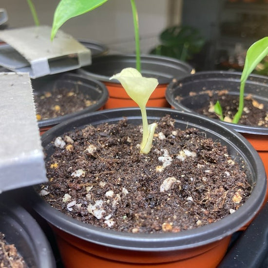 Monstera Albo White Tiger Seeds