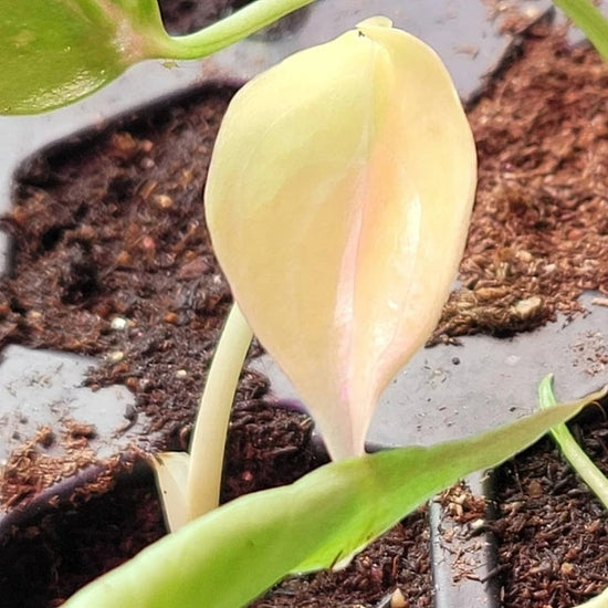 Monstera Albo White Tiger Seeds