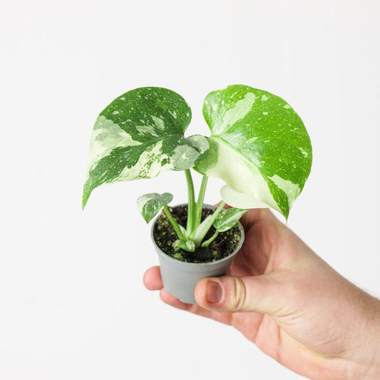 Monstera Thai Constellation Seeds