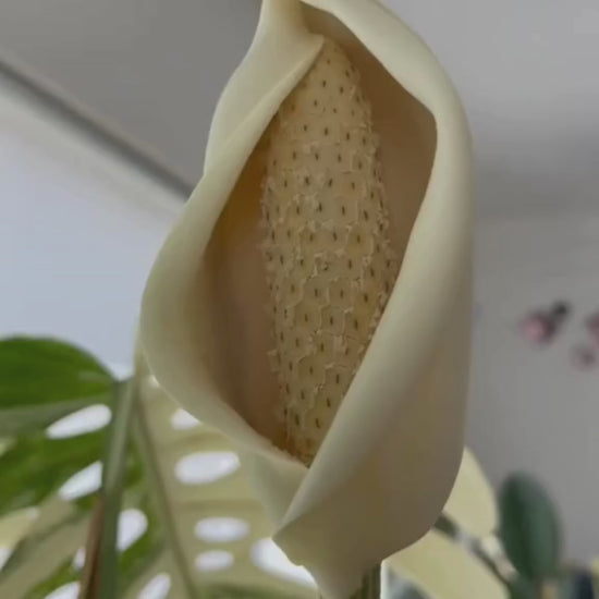Monstera Albo White Tiger Seeds