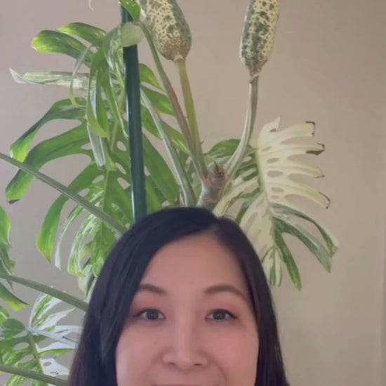 Monstera Albo White Tiger Seeds